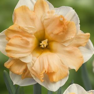 Daffodil Split Cupped Mary Gay Lirette