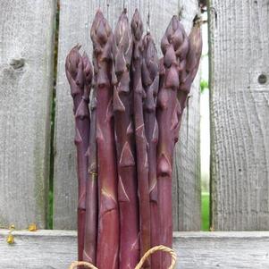 Asparagus Sweet Purple