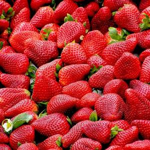 Strawberries Junebearing Chandler