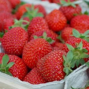 Strawberries Junebearing Éclair