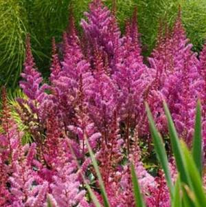 Astilbe Maggie Daley (chinensis hyb)