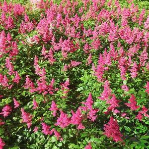 Astilbe Ruby Red (japonica hyb)