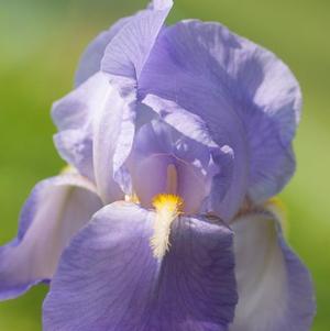 Iris Germanica Blue