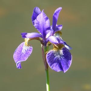 Iris Siberica Silver Edge