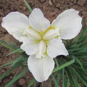 Iris Siberica White Swirl