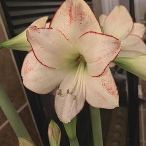 Hippeastrum Southern Hemisphere Picasso
