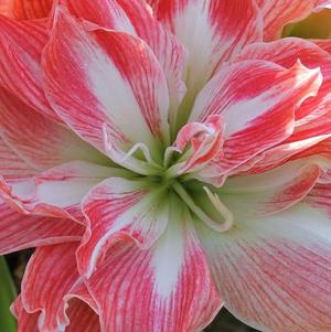 Hippeastrum Holland - Triple Flowering Pretty Nymph