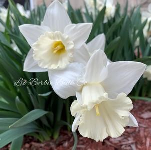 Daffodil Trumpet Mount Hood