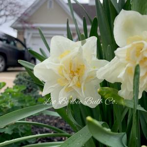 Daffodil Double White Lion