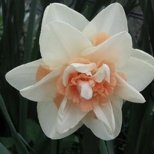 Daffodil Double Delnashaugh