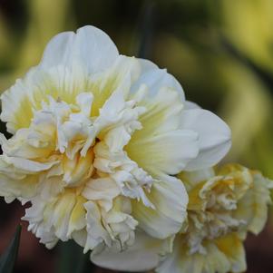 Daffodil Double Ice King