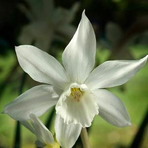 Daffodil Triandrus Thalia