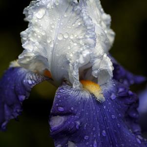 Iris Germanica Blue/White