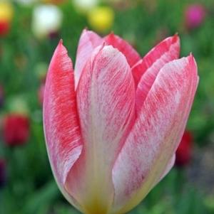 Tulip Fosteriana Flaming Emperor