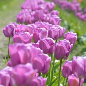 Tulip Darwin Hybrid Purple Pride