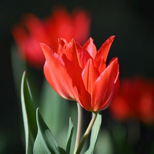 Tulip Bunchflowering Pr. Fusilier