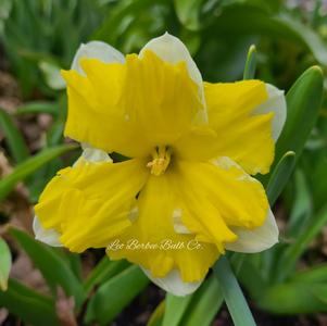 Daffodil Split Cupped Cassata
