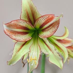 Hippeastrum Holland - Specialty Type Cleopatra