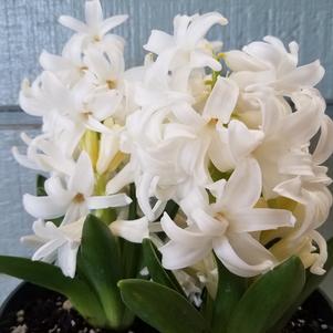 Prepared/Precooled Hyacinth White Pearl