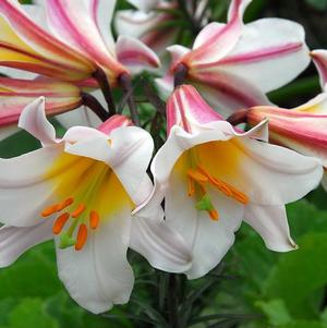 Lilies Asiatic Trumpet Regale