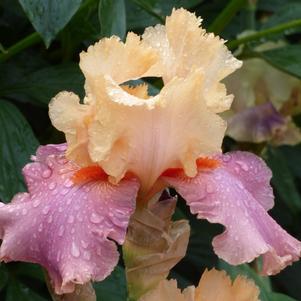 Iris Germanica Peach