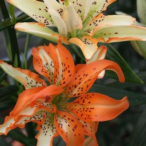 Lilies Double Asiatic Must See