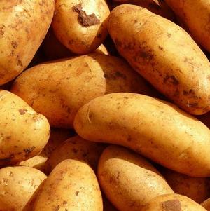 Seed Potato White Kennebec
