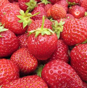 Strawberries Junebearing Honeoye