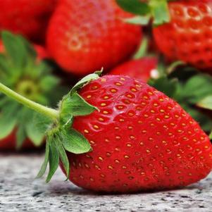 Strawberries Junebearing Allstar