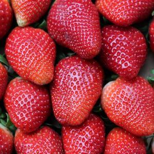 Strawberries Everbearing Albion