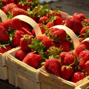 Strawberries Everbearing Quinault