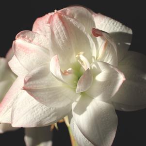 Hippeastrum Holland - Double Flowering Amadeus Candy