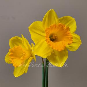 Daffodil Large Cupped Fortune