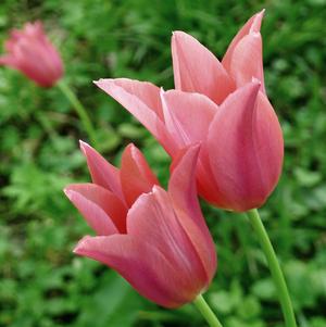 Tulip Bunchflowering Toronto