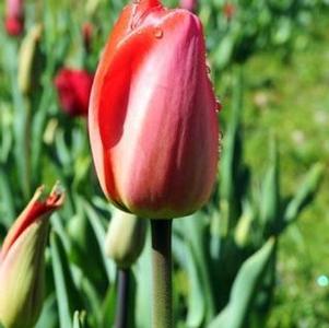 Tulip Darwin Hybrid Parade