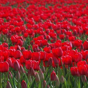 Tulip Darwin Hybrid Red Impression