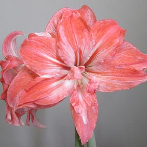 Hippeastrum Holland - Triple Flowering Sunshine Nymph