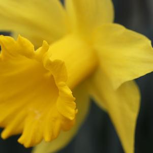 Daffodil Trumpet Unsurpassable