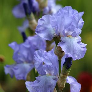 Iris Germanica Light Blue