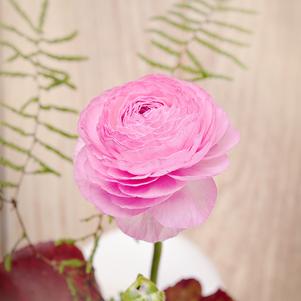 Ranunculus Tecolote Pink