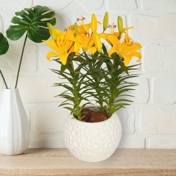 buy philodendron thailand Philodendron 'Thai Sunrise' | Indoor Plant | Tropical Plant | Potted Plant