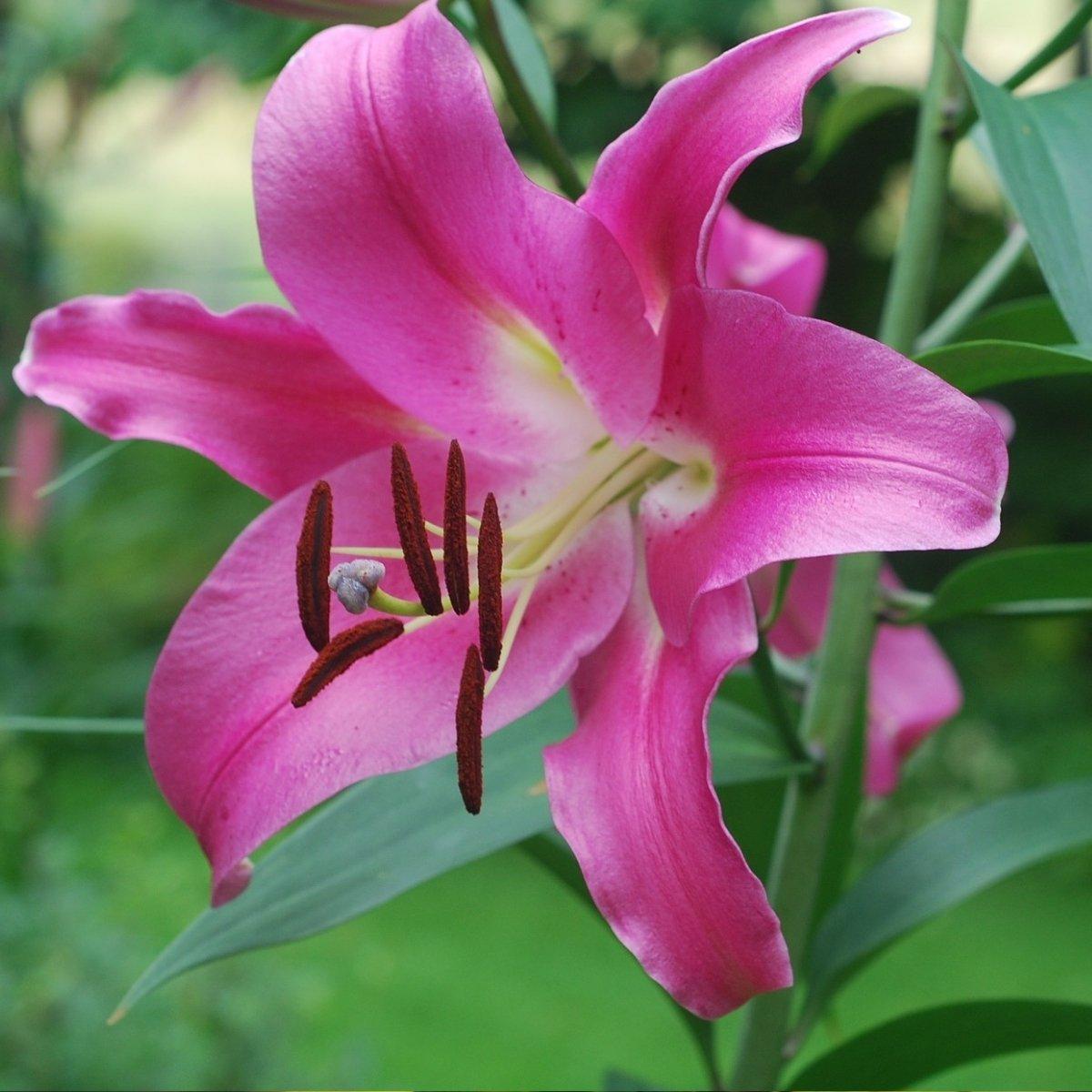 Lily Maldano - Ot Hybrid 18/20 | Leo Berbee Bulb Company