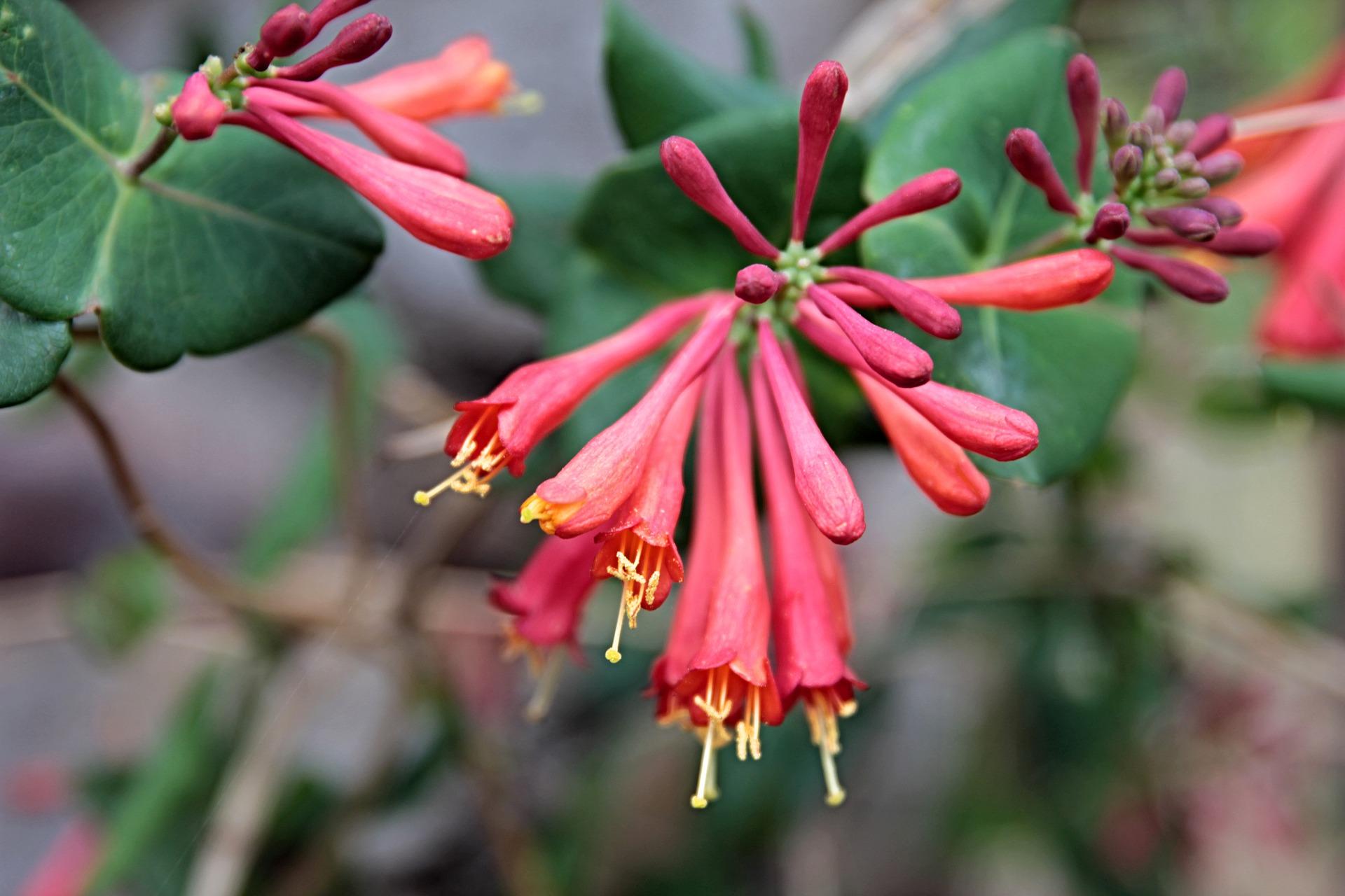 Lonicera L. Semperviron 'Major Wheeler' - Honeysuckle Vine (Shipping begins Feb. 1) from Leo Berbee Bulb Company