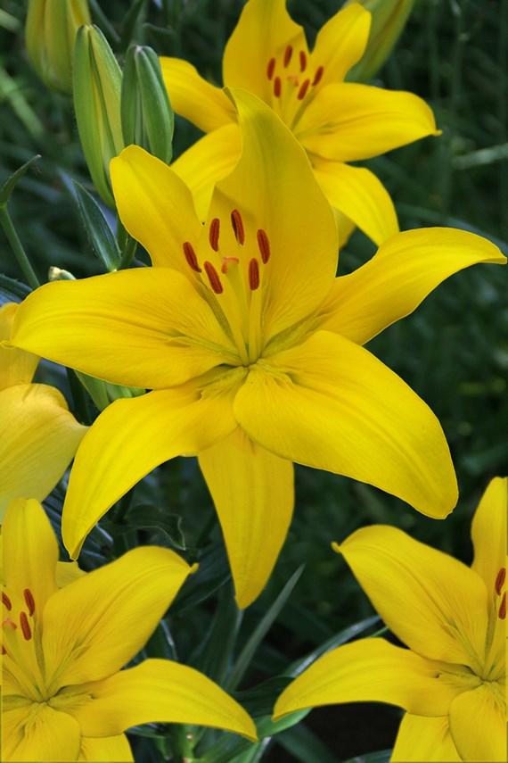 Lilies Asiatic 'Yellow Country 16/18' - Outdoor Lilies from Leo Berbee Bulb Company