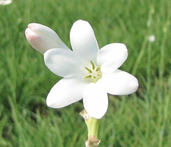 Polianthes Tuberosa 'Single' - Tuberose from Leo Berbee Bulb Company