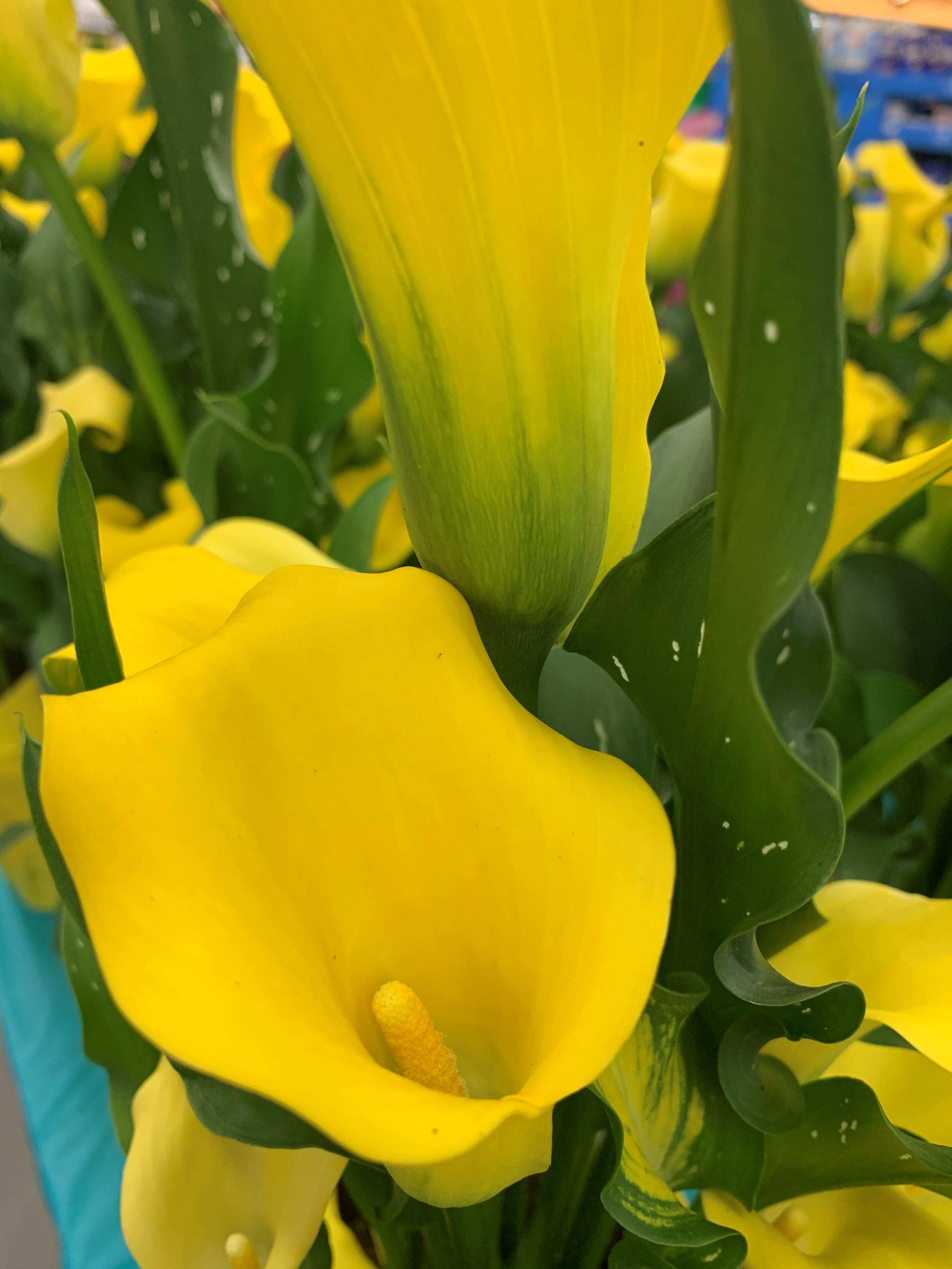 Zantedeschia 'Summer Sun' - Calla from Leo Berbee Bulb Company