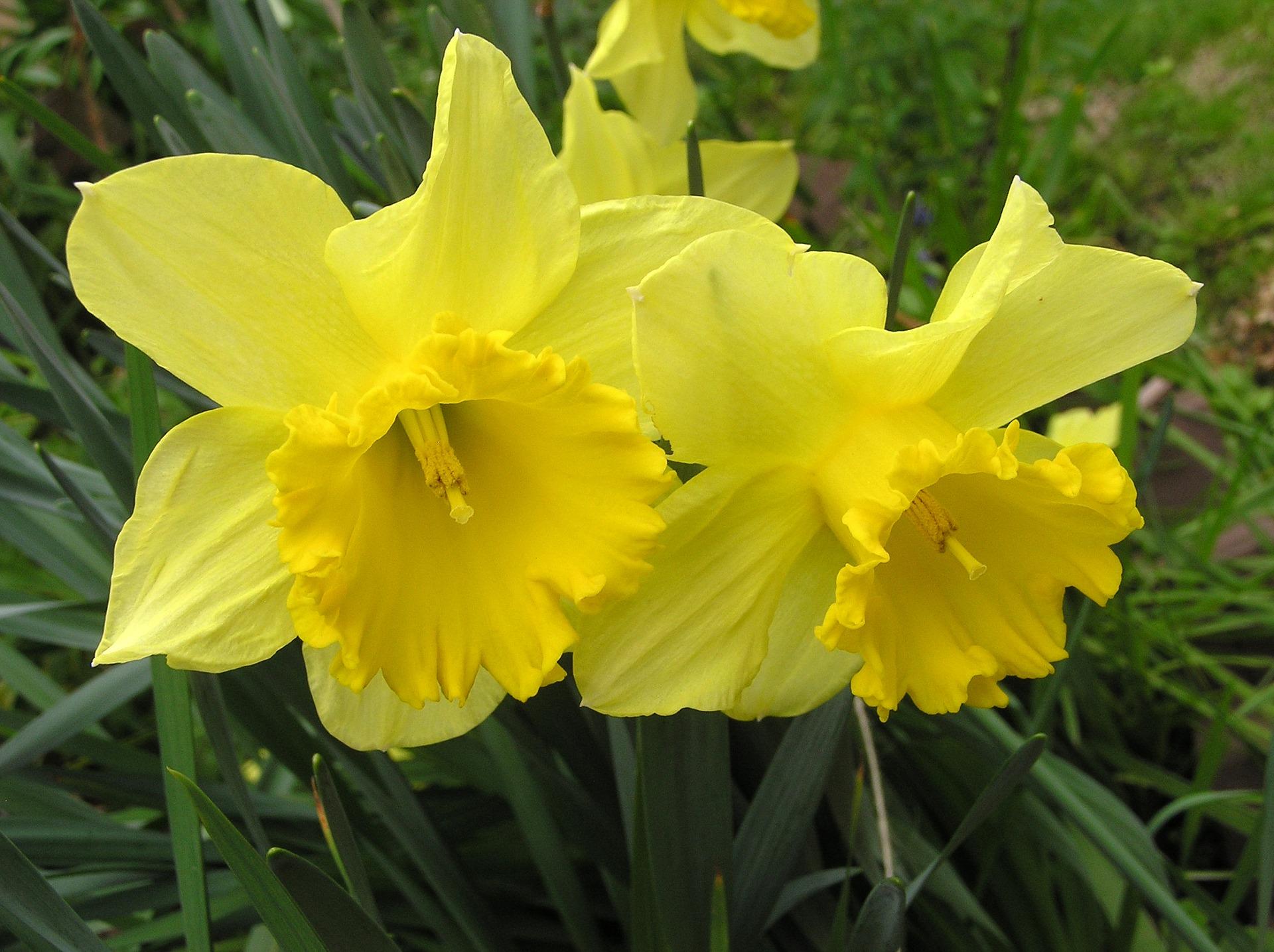 Precooled Daffodil Trumpet 'Dutch Master' - from Leo Berbee Bulb Company