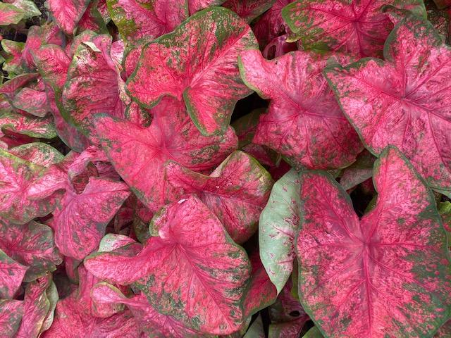 Caladium Fancy Leaf 'Lava Glow' - Caladium from Leo Berbee Bulb Company