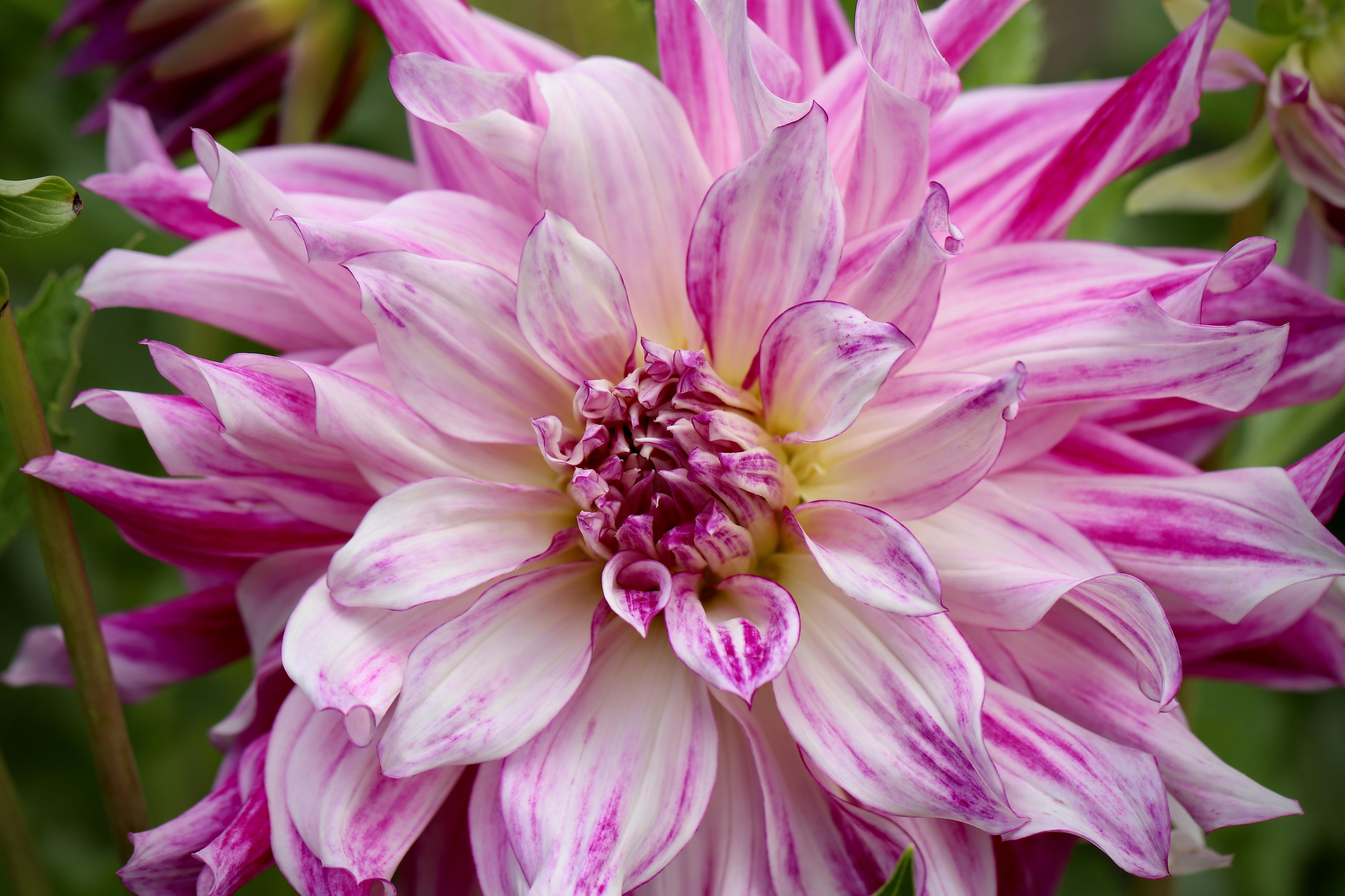 Dahlia Decorative 'Mom's Special' Decorative Dahlia from Leo Berbee ...