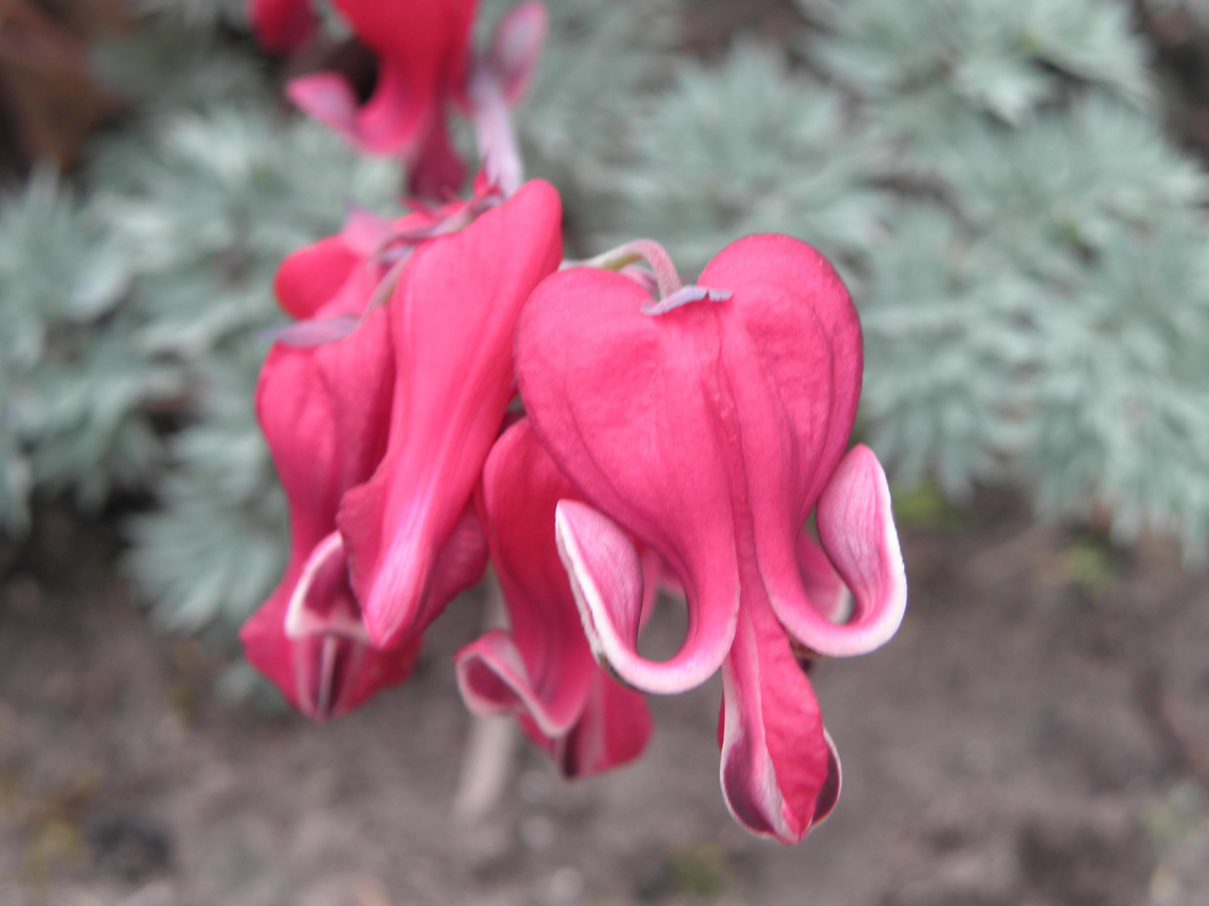 Dicentra 'Kings of Hearts' Bleeding Heart from Leo Berbee Bulb Company